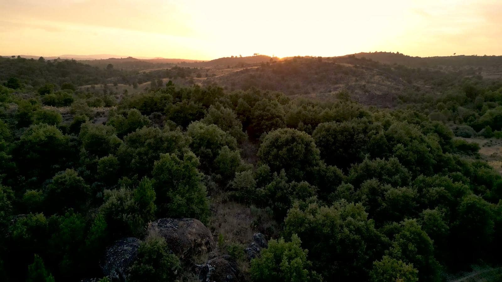 Live oaks and juniper on a Hill Country ridge at dusk