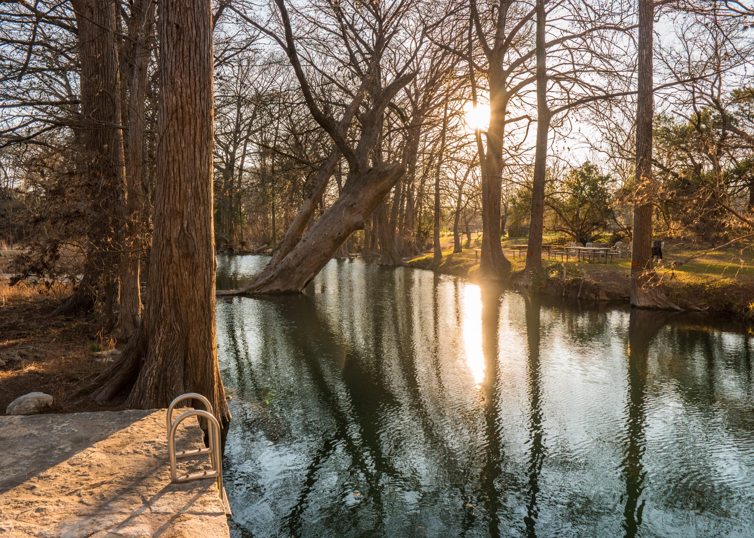 The swimming hole on Cypress Creek at Blue Hole Regional Park, bald cypress trunks and a ladder into the water